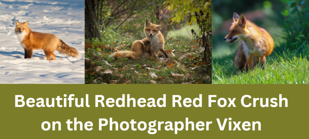 Beautiful Redhead Red Fox Crush on the Photographer Vixen