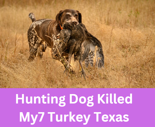 Hunting Dog Killed My7 Turkey Texas