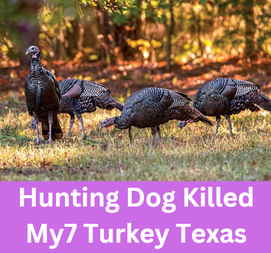 Hunting Dog Killed My7 Turkey Texas